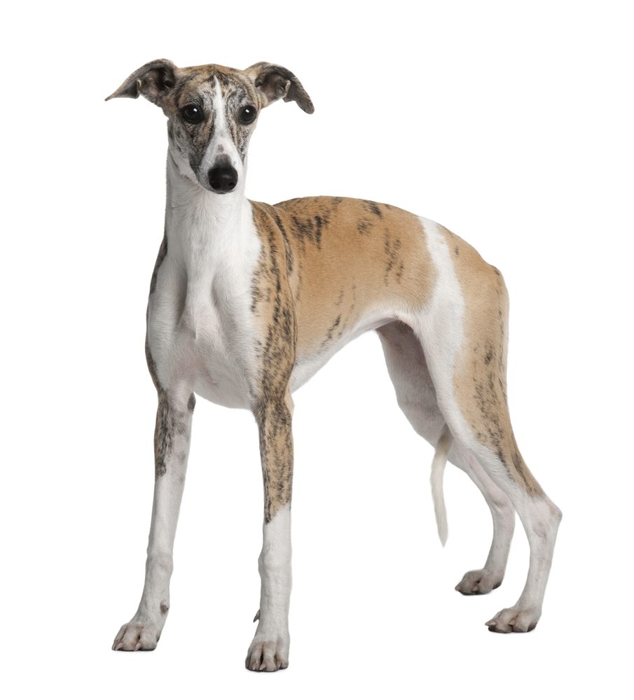 Whippet Breeders Australia Whippet Info & puppies