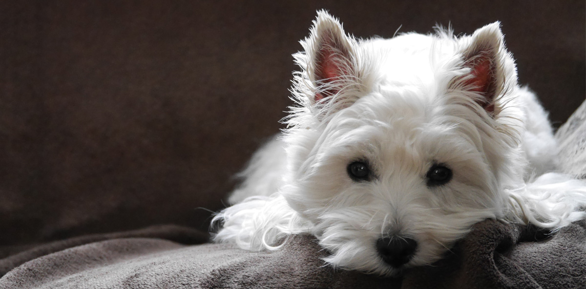 West Highland White Terrier Breeders Australia West Highland White