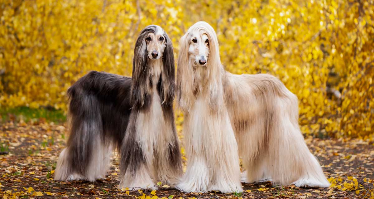 Afghan Hound Breeders Australia Afghan Hound Info & puppies