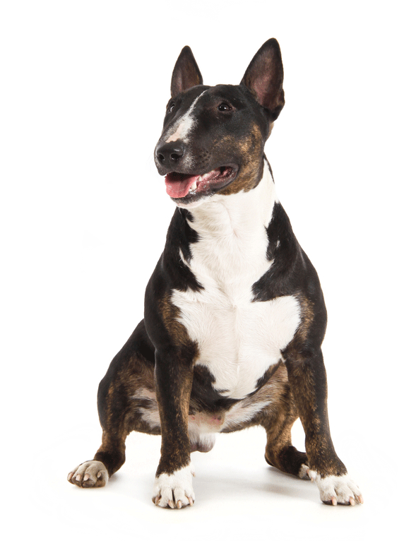Bull Terrier Breeders Australia Bull Terrier Info & puppies