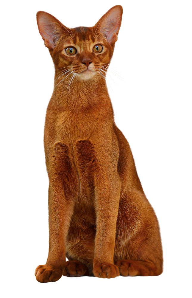 Abyssinian Breeders Australia | Abyssinian Info & kittens