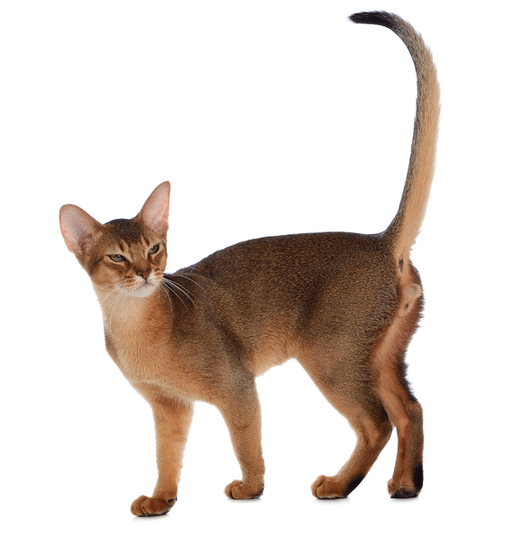Abyssinian Breeders Australia | Abyssinian Info & kittens