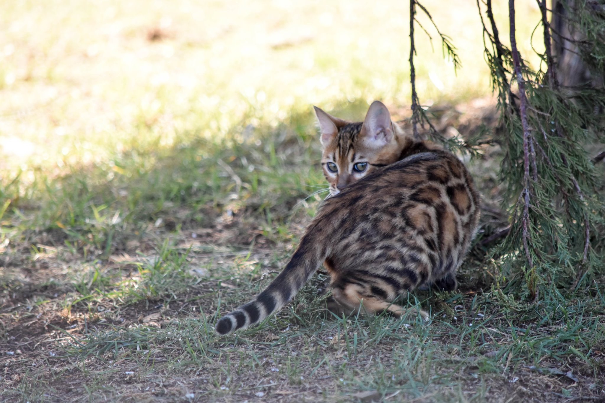 Bengal Breeders Australia Bengal Info & kittens