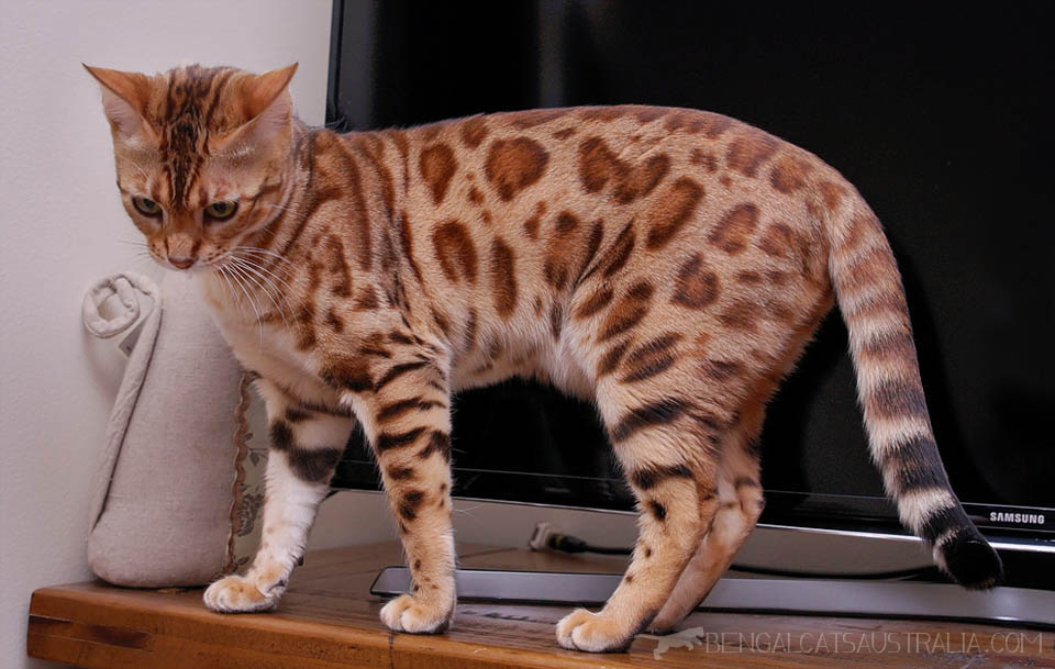 Bengal Breeders Australia Bengal Info & kittens