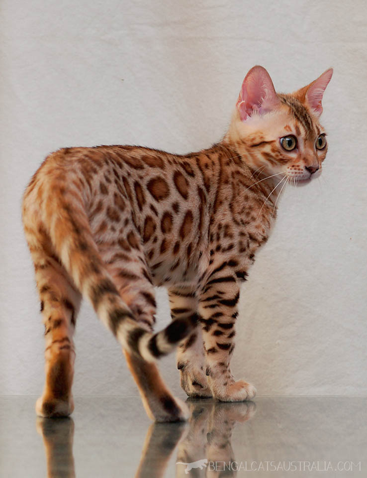 Bengal Breeders Australia Bengal Info & kittens
