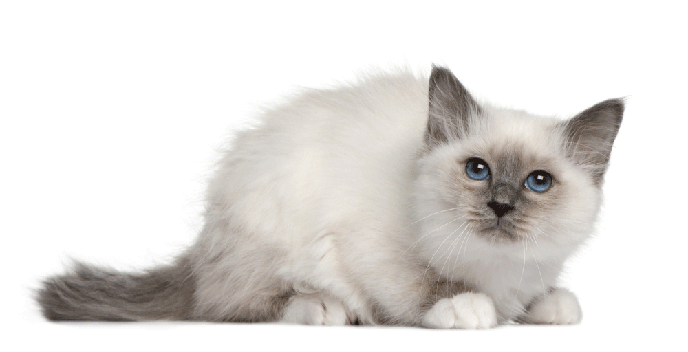 Birman Breeders Australia Birman Info & kittens