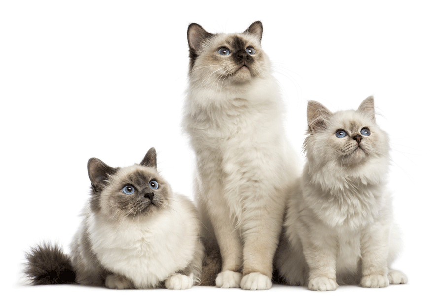 Birman Breeders Australia Birman Info & kittens