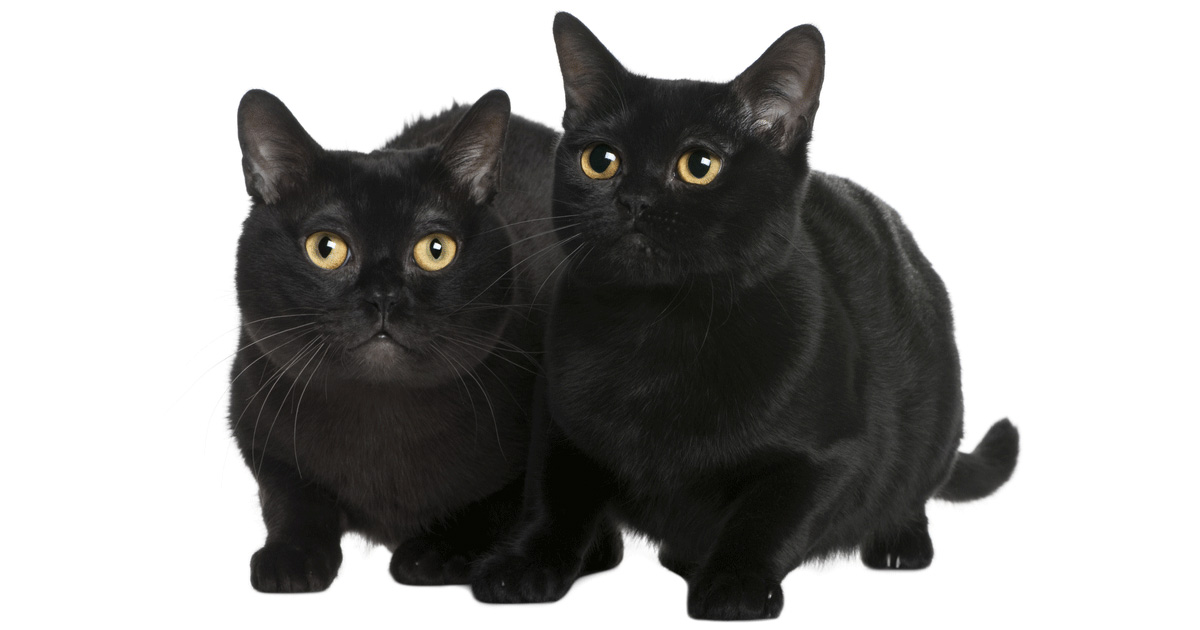 Bombay Breeders Australia Bombay Info & kittens