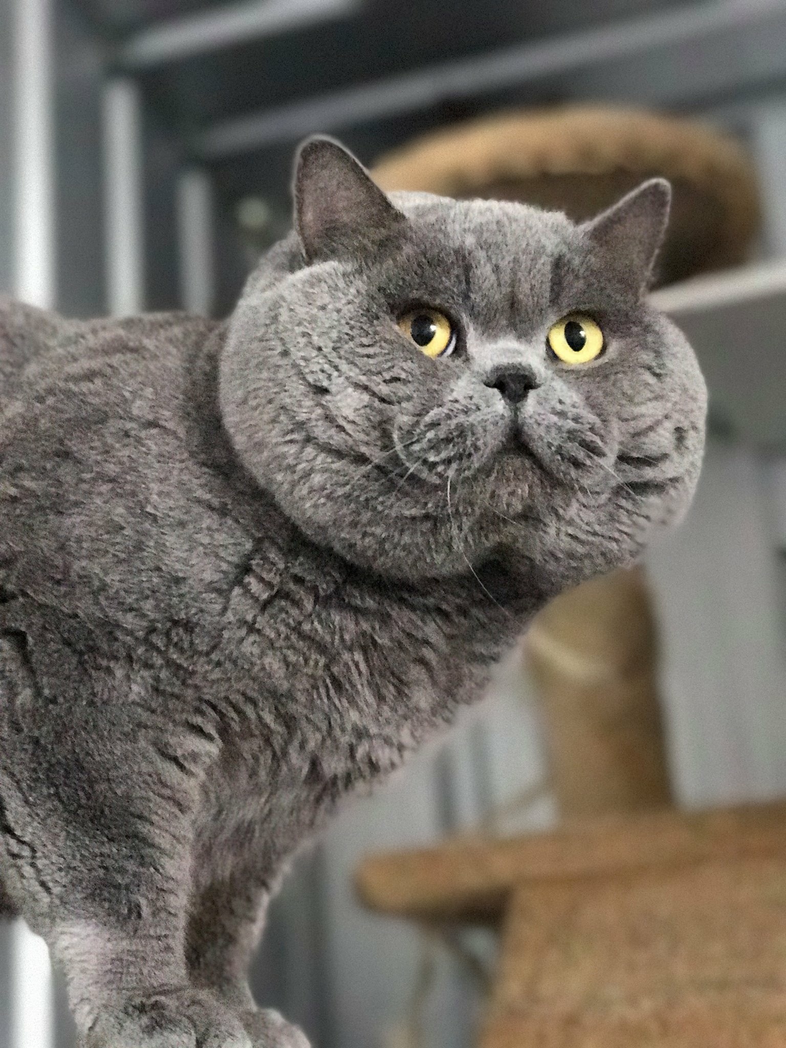 British Shorthair Breeders Australia | British Shorthair Info & Kittens