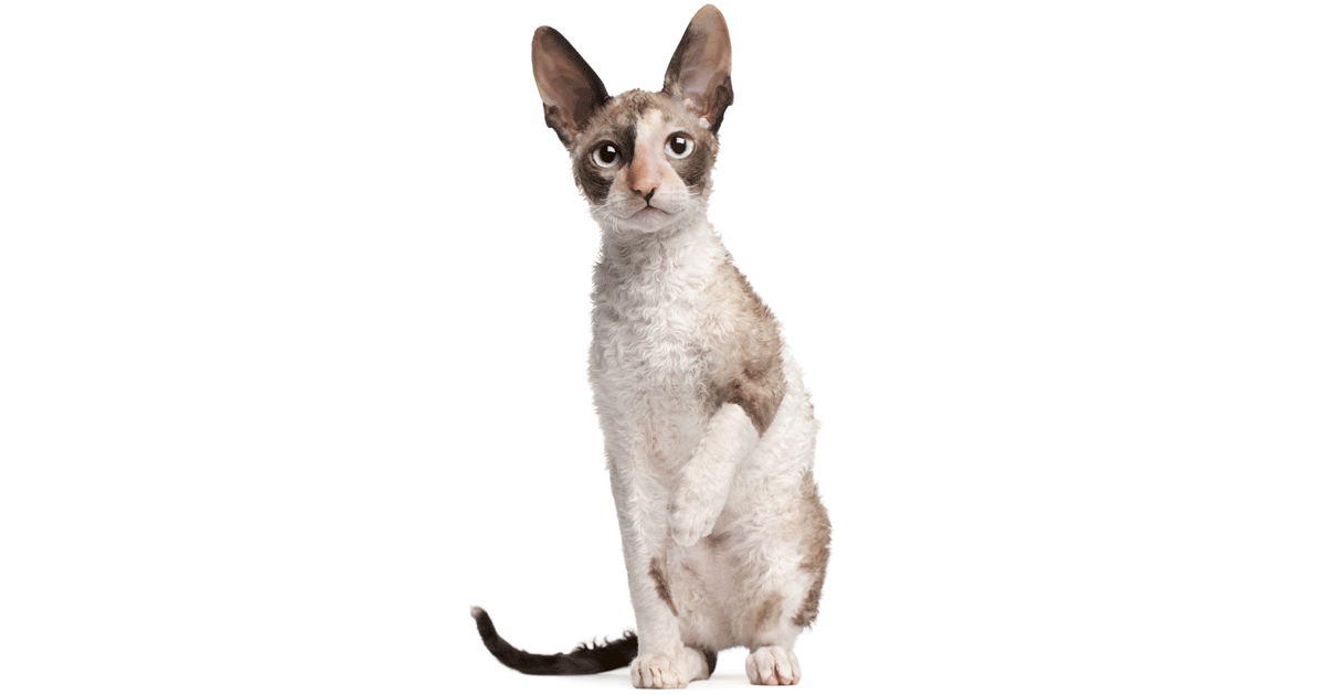 Cornish Rex Breeders Australia Cornish Rex Info & kittens