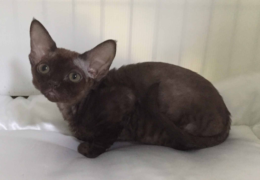Devon Rex Breeders Australia Devon Rex Info & kittens
