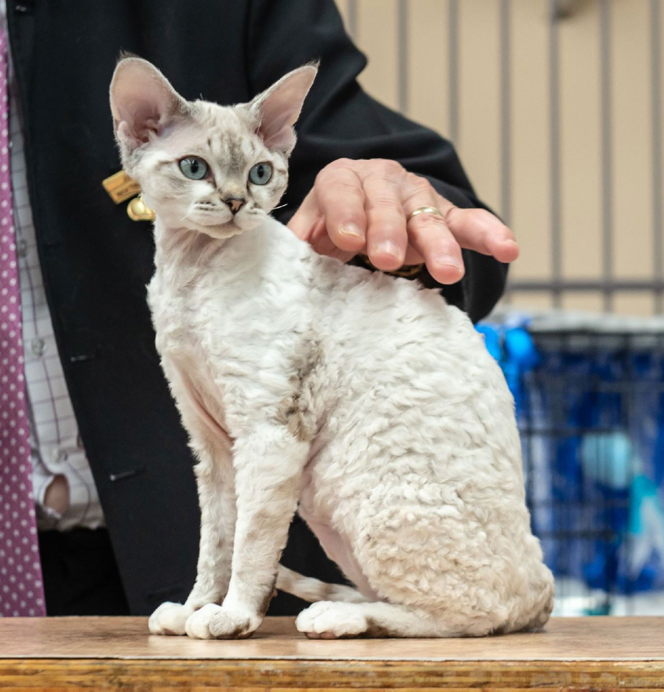 Devon Rex Breeders Australia | Devon Rex Info & kittens
