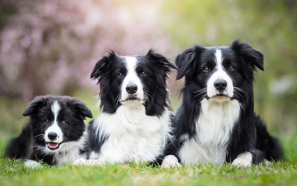 Border Collie Breeders Australia Border Collie Info & puppies
