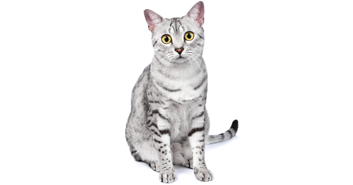 Egyptian Mau Breeders Australia Egyptian Mau Info & kittens