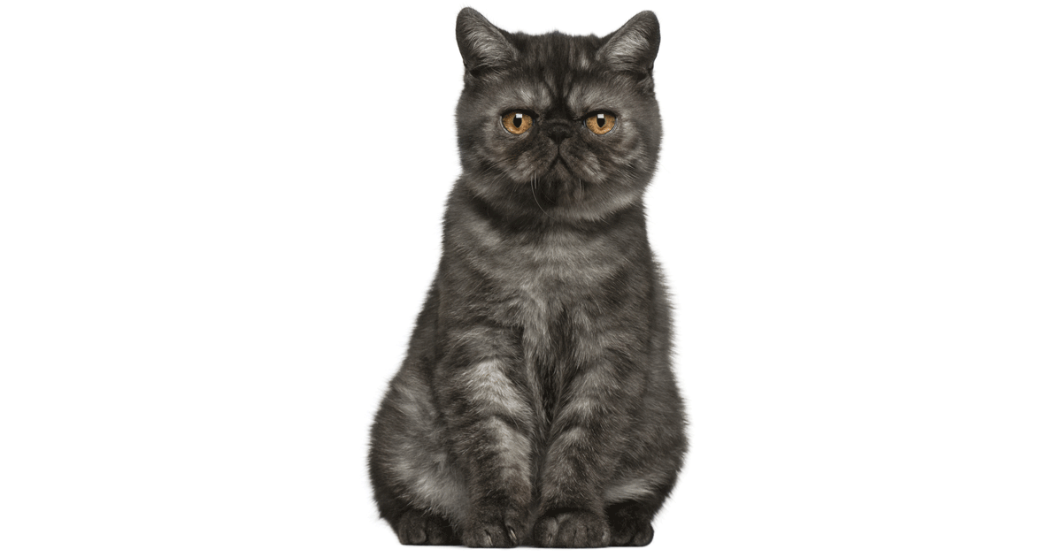 Exotic Shorthair Breeders Australia | Exotic Shorthair Info & kittens