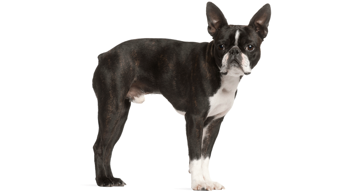Boston Terrier Breeders Australia Boston Terrier Info & puppies
