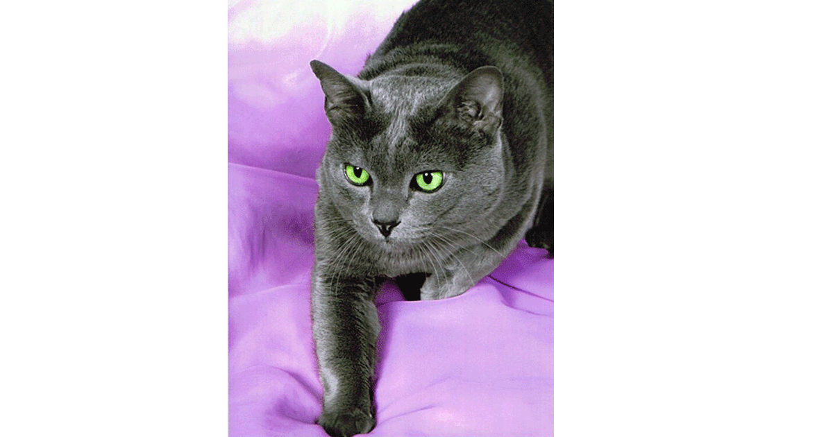 Korat Breeders Australia Korat Info & kittens