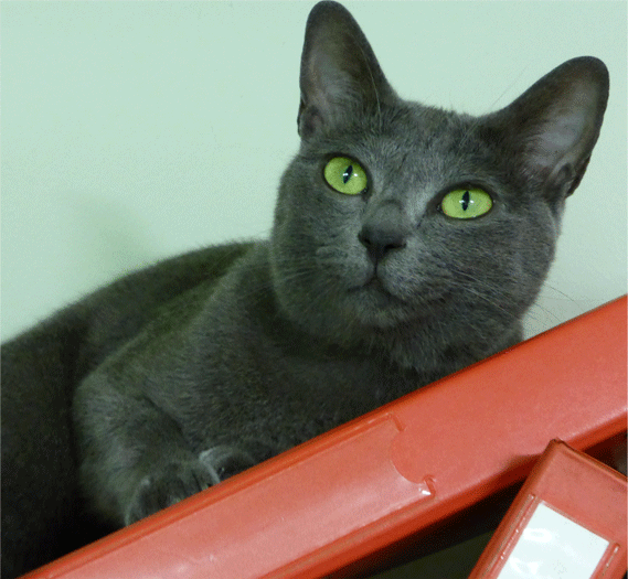 Korat Breeders Australia Korat Info & kittens