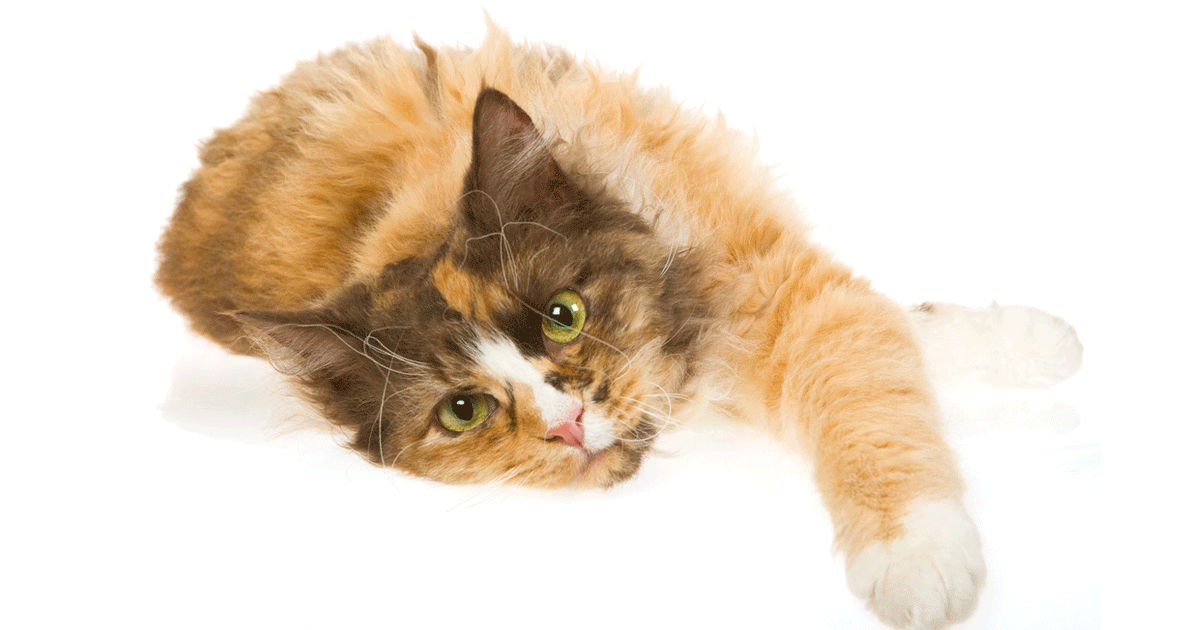 LaPerm Breeders Australia | LaPerm Info & kittens