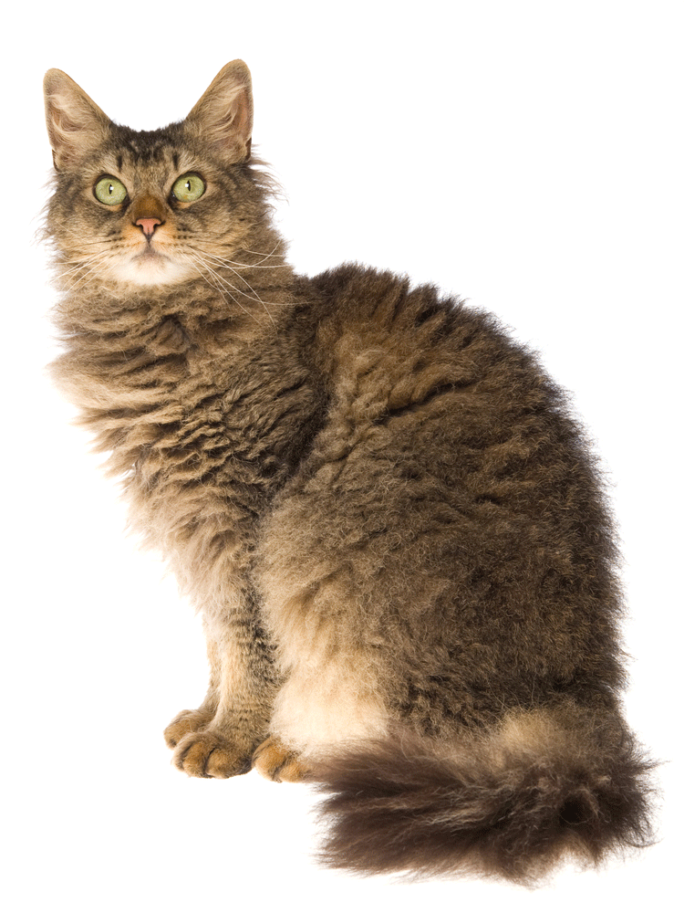 LaPerm Breeders Australia | LaPerm Info & kittens