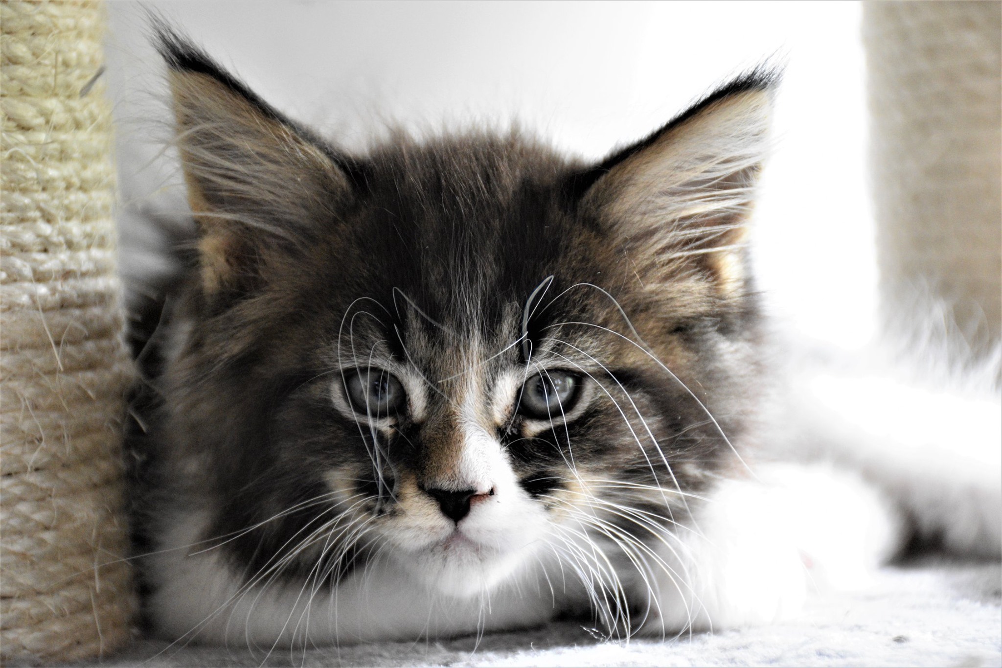 Maine Coon Breeders Australia Maine Coon Info & kittens