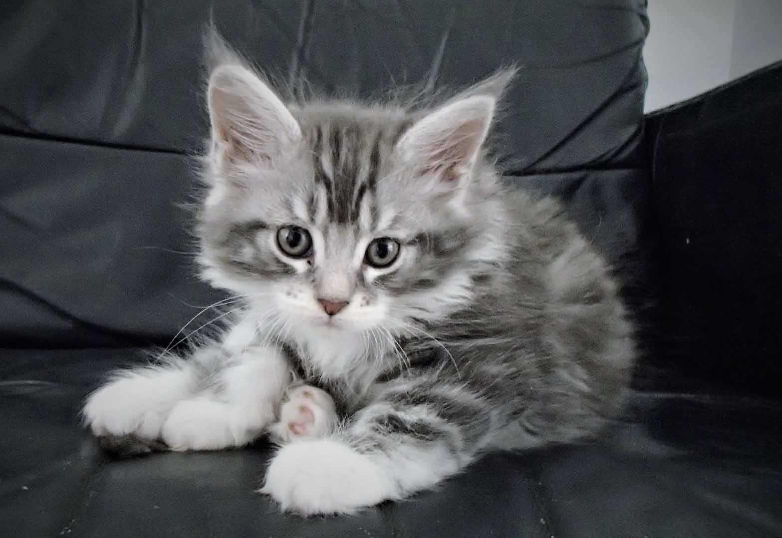 Maine Coon Breeders Australia Maine Coon Info & kittens