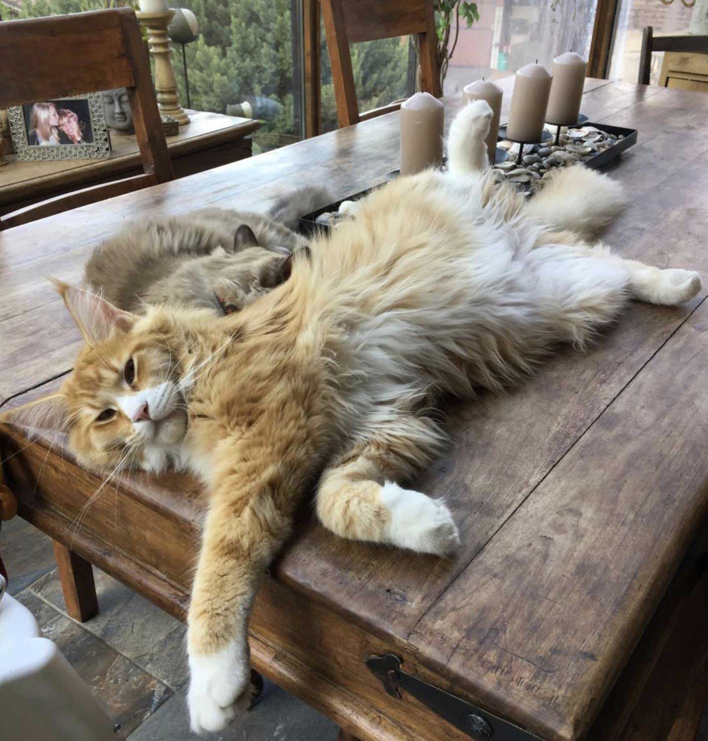 Maine Coon Breeders Australia Maine Coon Info & kittens