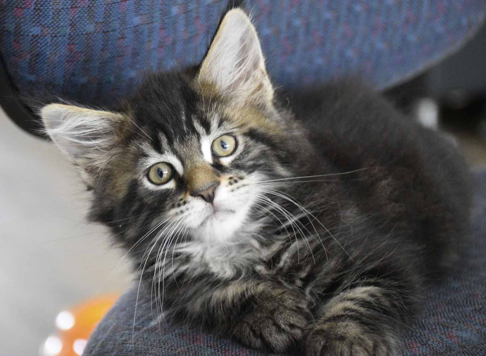 Maine Coon Breeders Australia Maine Coon Info & kittens
