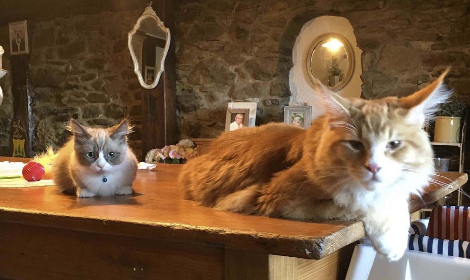 Maine Coon Breeders Australia Maine Coon Info & kittens