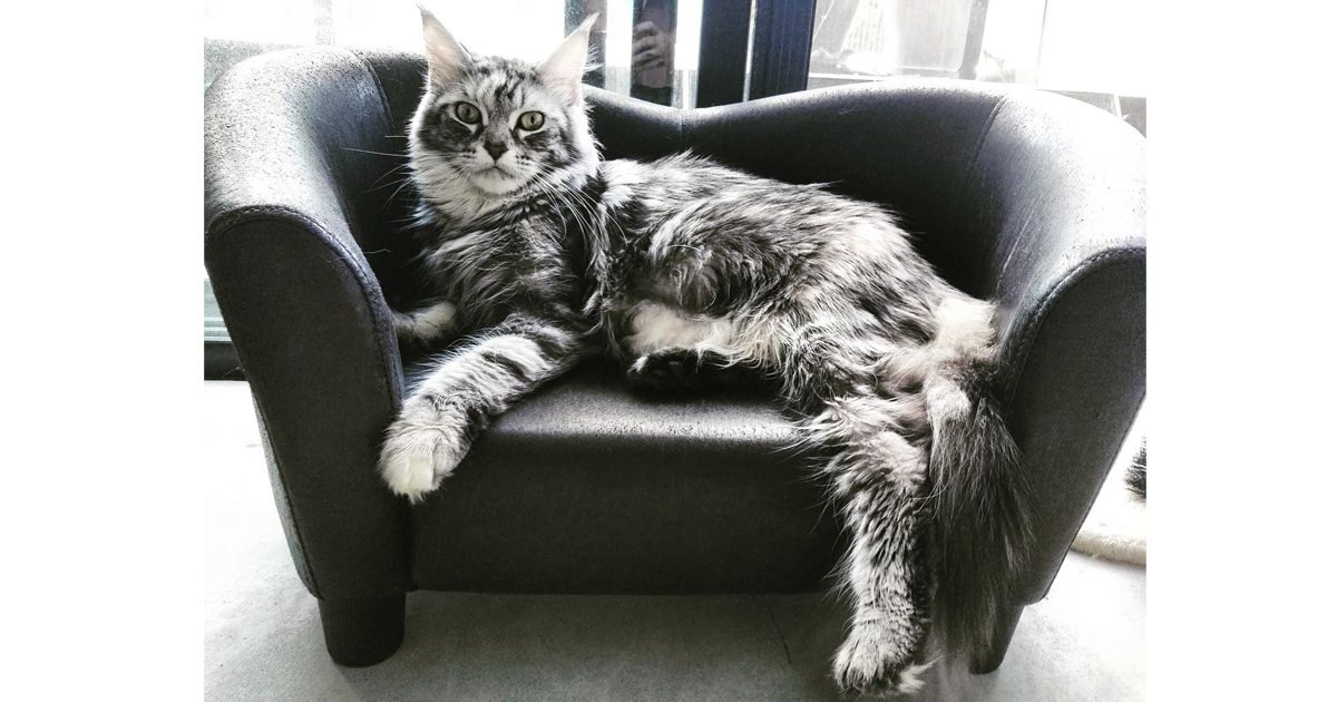 Maine Coon Breeders Australia Maine Coon Info & kittens