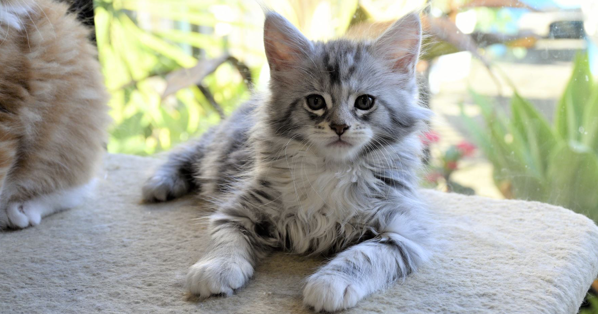 Maine Coon Breeders Australia Maine Coon Info & kittens
