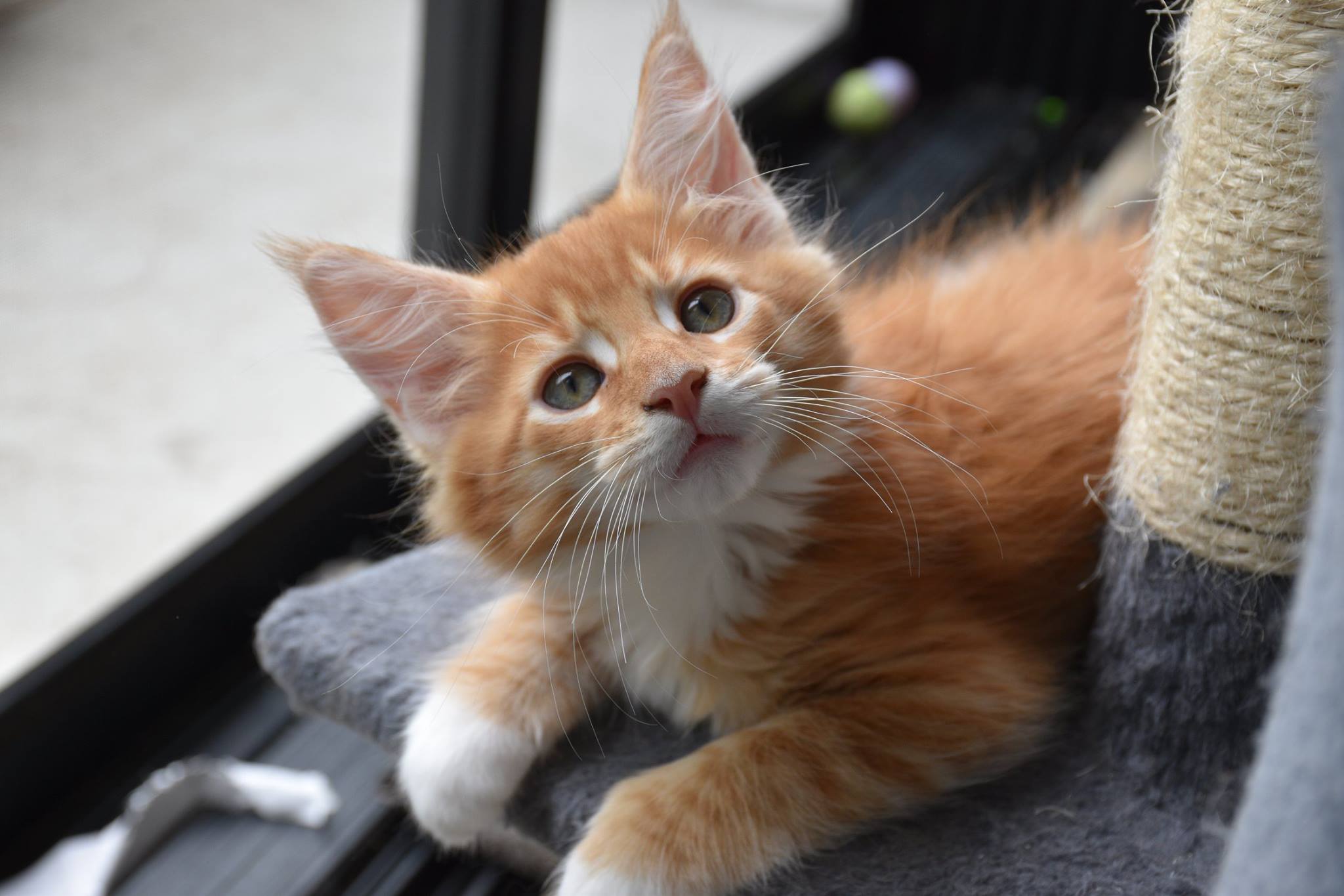 Maine Coon Breeders Australia Maine Coon Info & kittens