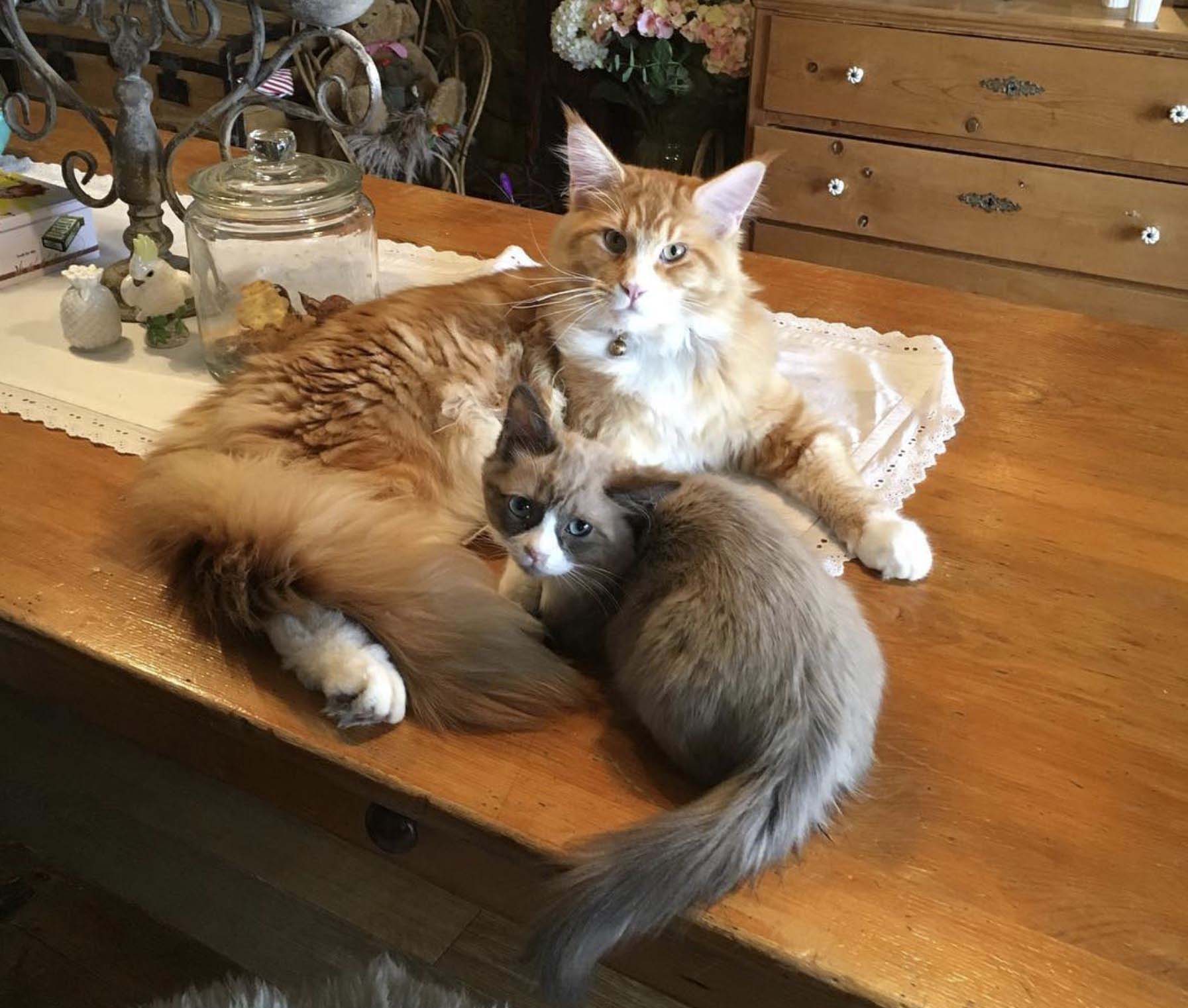 Maine Coon Breeders Australia Maine Coon Info & kittens