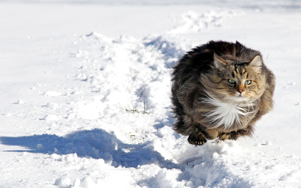 Norwegian Forest Breeders Australia Norwegian Forest Info & kittens