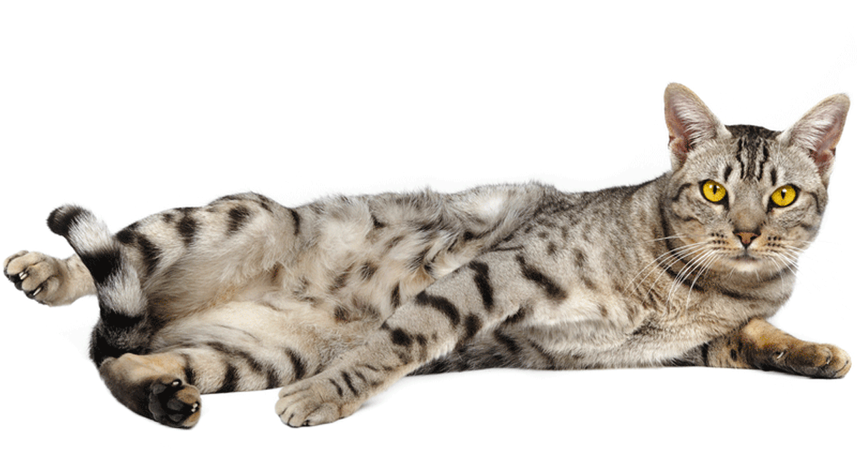 Ocicat Breeders Australia Ocicat Info & kittens