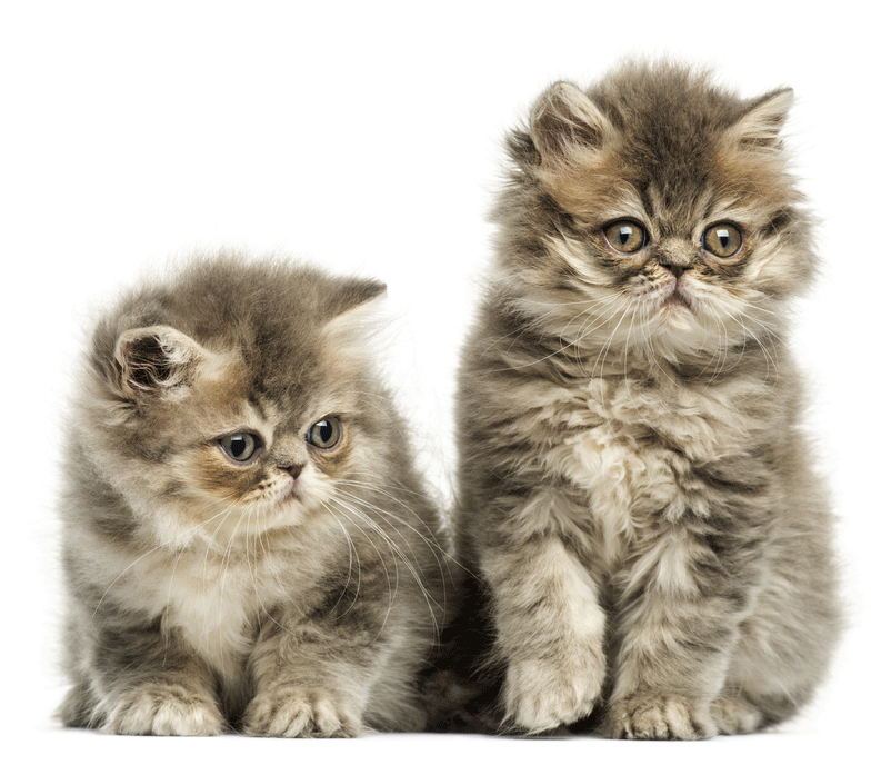 Persian Breeders Australia Persian Info & kittens