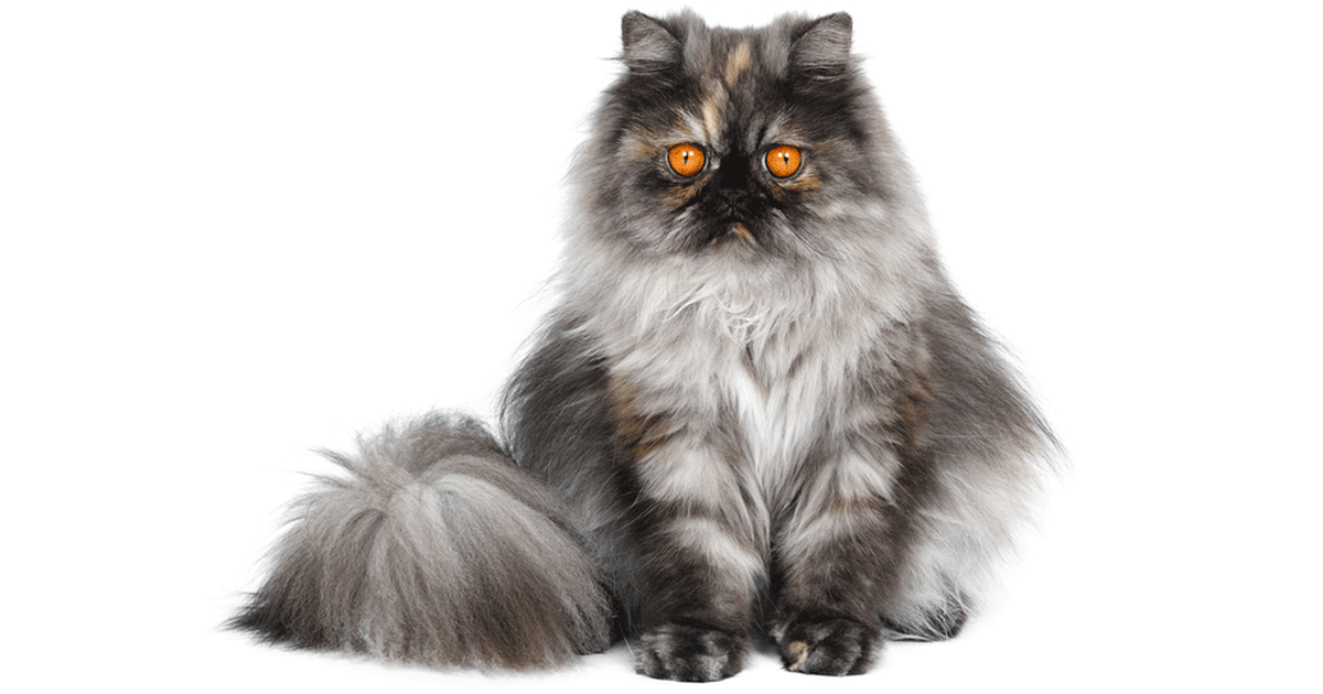 Persian Breeders Australia Persian Info & kittens