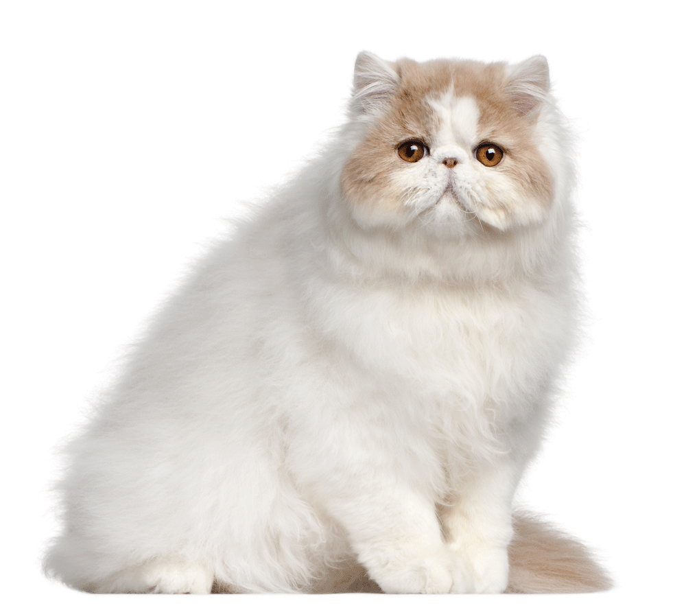 Persian Breeders Australia Persian Info & kittens