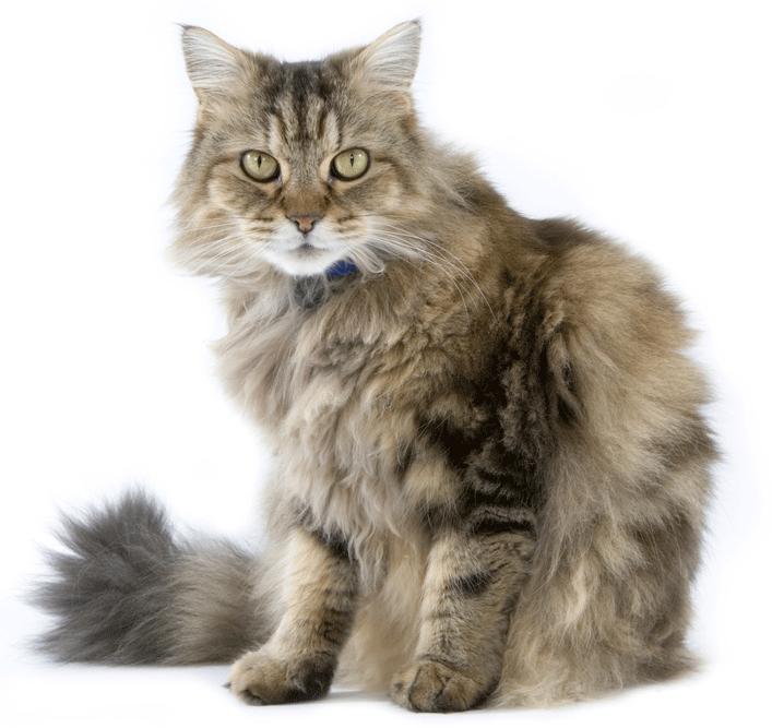Ragamuffin Breeders Australia Ragamuffin Info & kittens