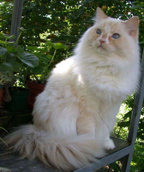 Ragamuffin Breeders Australia Ragamuffin Info & kittens