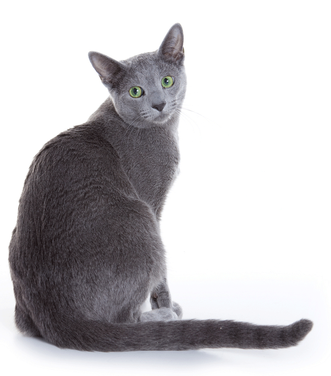 Russian Blue Breeders Australia Russian Blue Info & kittens