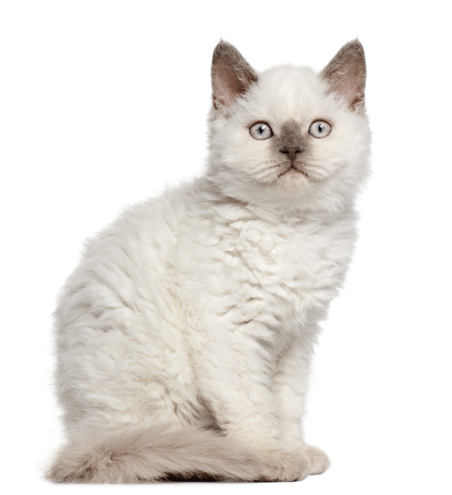 Selkirk Rex Breeders Australia | Selkirk Rex Info & kittens