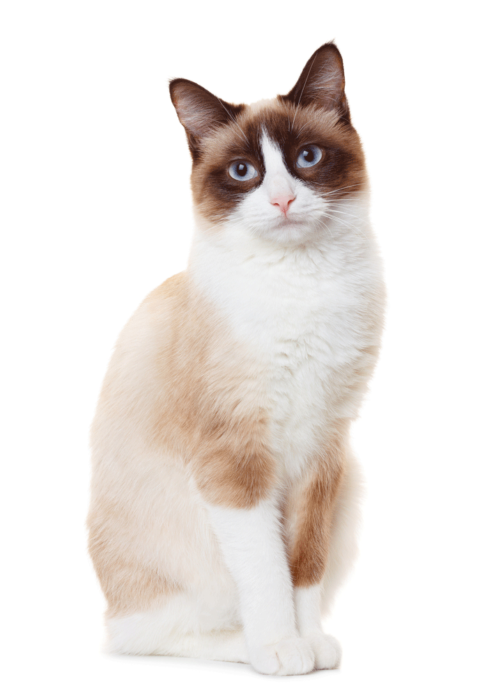 Snowshoe Breeders Australia Snowshoe Info & kittens
