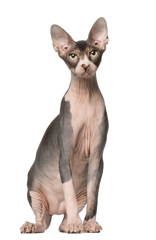 Sphynx Breeders Australia Sphynx Info & kittens
