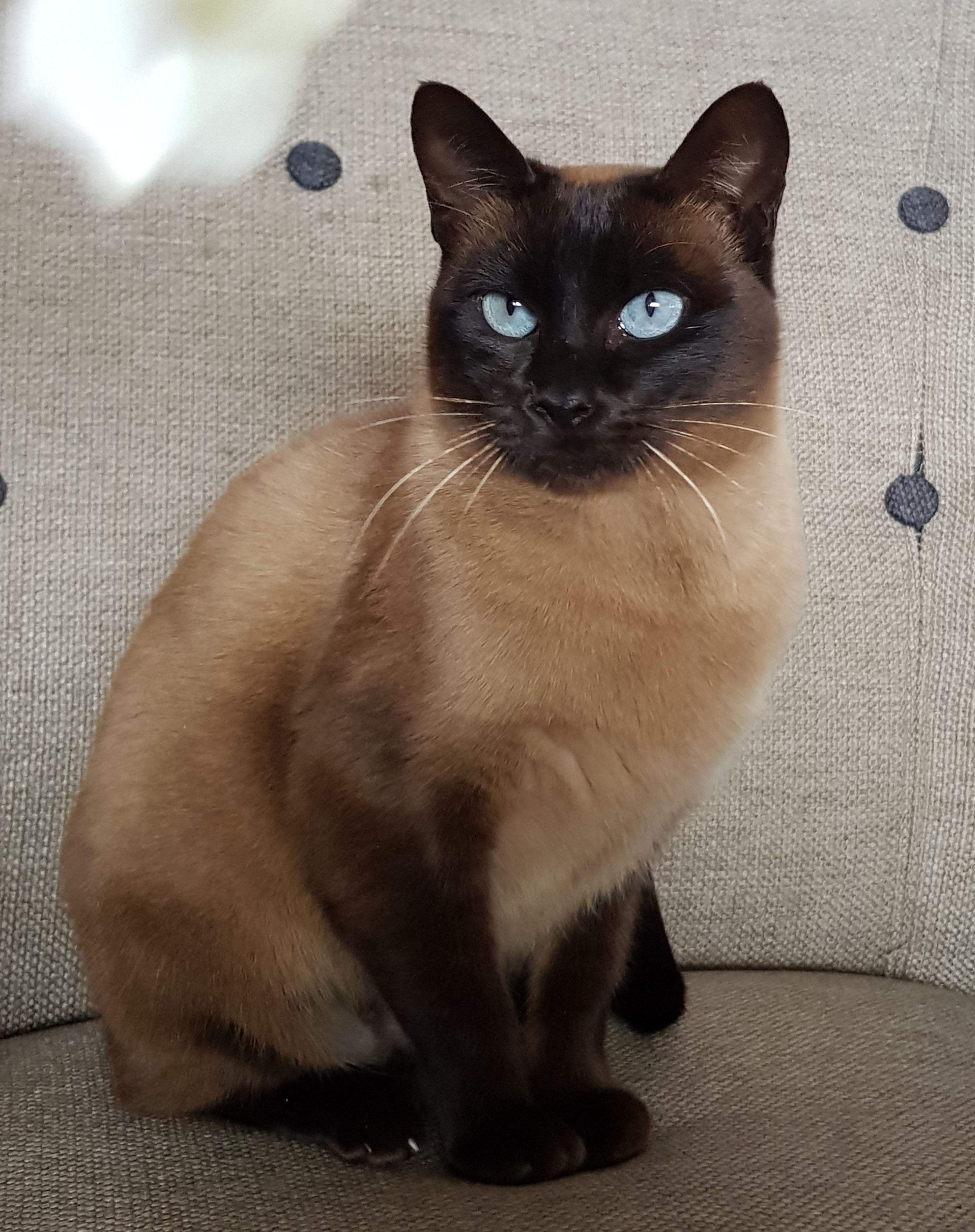 Tonkinese Breeders Australia Tonkinese Info & kittens
