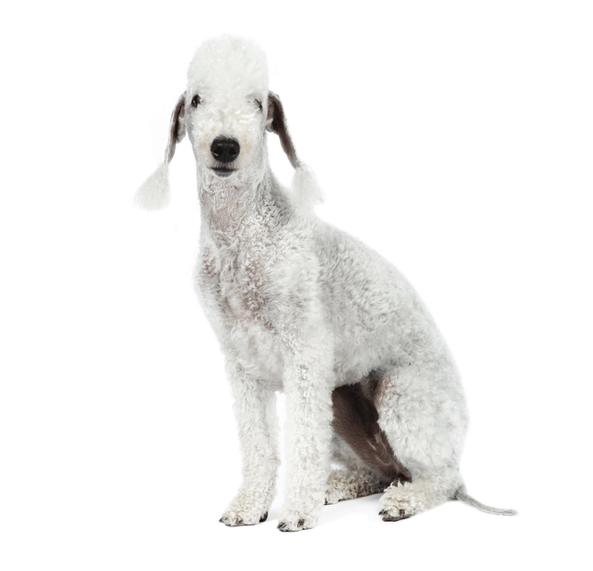 Bedlington Terrier Breeders Australia Bedlington Terrier Info & puppies