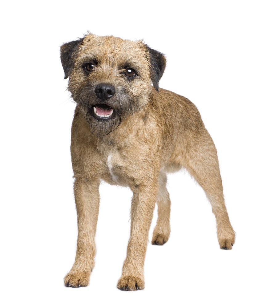 Border Terrier Breeders Australia Border Terrier Info & puppies