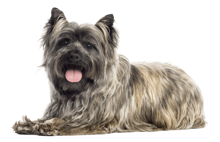 Cairn Terrier Breeders Australia Cairn Terrier Info & puppies