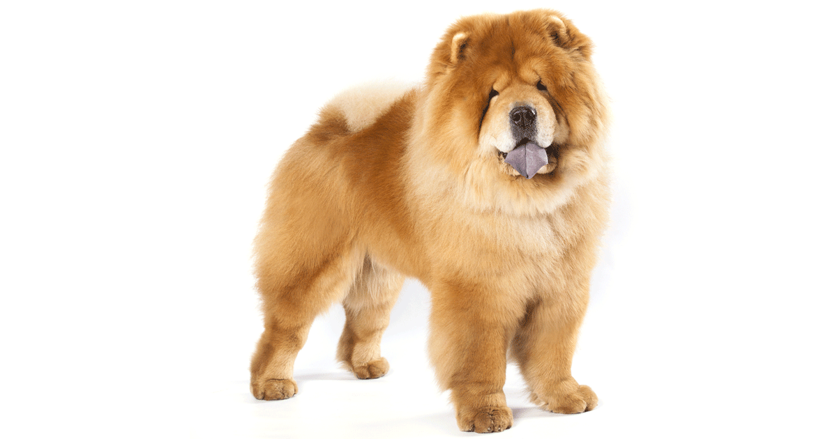 Chow Chow Breeders Australia Chow Chow Info & puppies