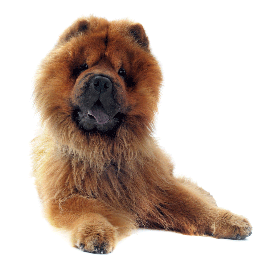 Chow Chow Breeders Australia Chow Chow Info & puppies